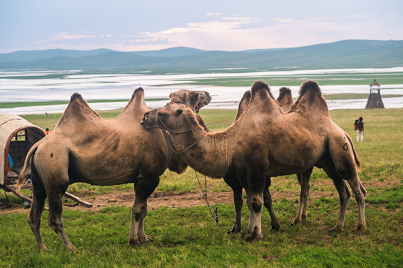 Stepy Hulunbuir w Mongolii Wewnętrznej